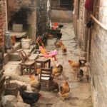 Wioska na obrzeżach Wuhan / Małgorzata Anna Jóźwiak i Marek Jóźwiak