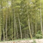 Wuhan. Las bambusowy na terenie miasteczka studenckiego / Małgorzata Anna Jóźwiak i Marek Jóźwiak