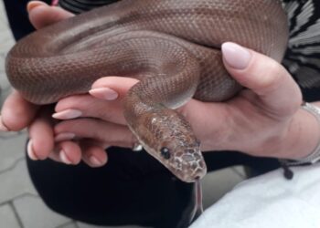 09.06.2020. Kielce. Wąż znaleziony na terenie sortowni Poczty Polskiej / Towarzystwo Opieki nad Zwierzętami w Polsce Oddział Kielce/Facebook