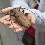 Kolumbia / Ewa Kulak-Carvajal, Kinga Puerto Grzeszczuk i Mario Carvajal