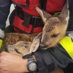 25.06.2020. Nowy Korczyn. Uwięzione sarny na rzecze Wiśle / KP PSP Busko-Zdrój