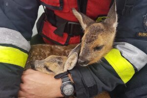 25.06.2020. Nowy Korczyn. Uwięzione sarny na rzecze Wiśle / KP PSP Busko-Zdrój