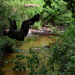 20.06.2020. Leśne ćwiczenia Stowarzyszenia "Rezerwa" / Stowarzyszenie Byłych Żołnierzy ,,REZERWA’’