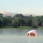 Kolumbia / Ewa Kulak-Carvajal / Kinga Puerto Grzeszczuk i Mario Carvajal