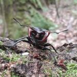 Jelonek rogacz / Tomasz Zagrobelny