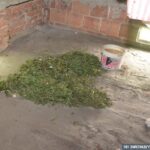 Zabezpieczone substancje / policja świętokrzyska