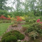 11.06.2020 Marcule. Arboretum / Anna Głąb / Radio Kielce