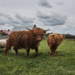 04.06.2020 Niebo. Krowy rasy highland / Magdalena Galas-Klusek / Radio Kielce