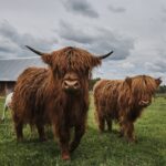 04.06.2020 Niebo. Krowy rasy highland / Magdalena Galas-Klusek / Radio Kielce