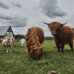 04.06.2020 Niebo. Krowy rasy highland / Magdalena Galas-Klusek / Radio Kielce