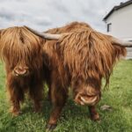 04.06.2020 Niebo. Krowy rasy highland / Magdalena Galas-Klusek / Radio Kielce