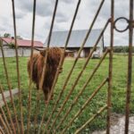 04.06.2020 Niebo. Krowy rasy highland / Magdalena Galas-Klusek / Radio Kielce