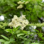 Czarny bez / Magdalena Galas-Klusek / Radio Kielce