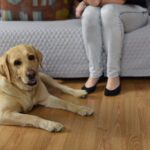 Grzybów koło Staszowa. Uwaga zły pies / Magdalena Galas-Klusek / Radio Kielce