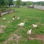 21.06.2020 Brody gm. Pierzchnica. Gospodarstwo agroturystyczne „Daleko od Szosy” / Kamil Król / Radio Kielce