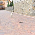 Grzybów koło Staszowa. Uwaga zły pies / Magdalena Galas-Klusek / Radio Kielce