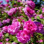 Róże w ogrodzie botanicznym w Kielcach / Piotr Kwaśniewski / Radio Kielce