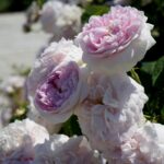 Róże w ogrodzie botanicznym w Kielcach / Piotr Kwaśniewski / Radio Kielce