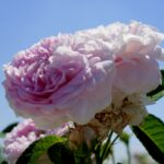 Róże w ogrodzie botanicznym w Kielcach / Piotr Kwaśniewski / Radio Kielce