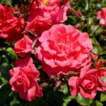 Róże w ogrodzie botanicznym w Kielcach / Piotr Kwaśniewski / Radio Kielce