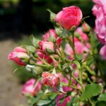 Róże w ogrodzie botanicznym w Kielcach / Piotr Kwaśniewski / Radio Kielce