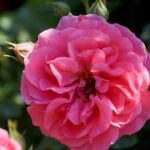 Róże w ogrodzie botanicznym w Kielcach / Piotr Kwaśniewski / Radio Kielce