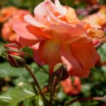 Róże w ogrodzie botanicznym w Kielcach / Piotr Kwaśniewski / Radio Kielce