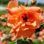 Róże w ogrodzie botanicznym w Kielcach / Piotr Kwaśniewski / Radio Kielce