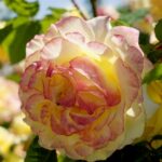 Róże w ogrodzie botanicznym w Kielcach / Piotr Kwaśniewski / Radio Kielce