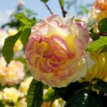 Róże w ogrodzie botanicznym w Kielcach / Piotr Kwaśniewski / Radio Kielce