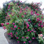 Róże w ogrodzie botanicznym w Kielcach / Piotr Kwaśniewski / Radio Kielce