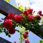 Róże w ogrodzie botanicznym w Kielcach / Piotr Kwaśniewski / Radio Kielce