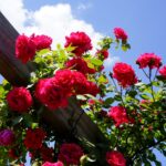 Róże w ogrodzie botanicznym w Kielcach / Piotr Kwaśniewski / Radio Kielce