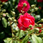 Róże w ogrodzie botanicznym w Kielcach / Piotr Kwaśniewski / Radio Kielce