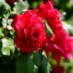 Róże w ogrodzie botanicznym w Kielcach / Piotr Kwaśniewski / Radio Kielce