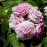 Róże w ogrodzie botanicznym w Kielcach / Piotr Kwaśniewski / Radio Kielce