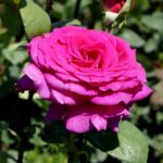 Róże w ogrodzie botanicznym w Kielcach / Piotr Kwaśniewski / Radio Kielce