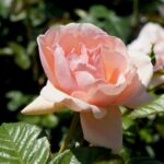 Róże w ogrodzie botanicznym w Kielcach / Piotr Kwaśniewski / Radio Kielce