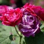 Róże w ogrodzie botanicznym w Kielcach / Piotr Kwaśniewski / Radio Kielce