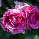 Róże w ogrodzie botanicznym w Kielcach / Piotr Kwaśniewski / Radio Kielce