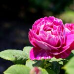 Róże w ogrodzie botanicznym w Kielcach / Piotr Kwaśniewski / Radio Kielce