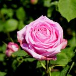 Róże w ogrodzie botanicznym w Kielcach / Piotr Kwaśniewski / Radio Kielce