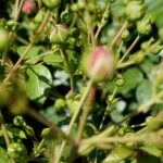 Róże w ogrodzie botanicznym w Kielcach / Piotr Kwaśniewski / Radio Kielce