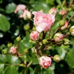 Róże w ogrodzie botanicznym w Kielcach / Piotr Kwaśniewski / Radio Kielce