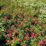 Róże w ogrodzie botanicznym w Kielcach / Piotr Kwaśniewski / Radio Kielce