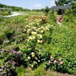 Róże w ogrodzie botanicznym w Kielcach / Piotr Kwaśniewski / Radio Kielce