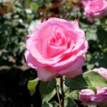 Róże w ogrodzie botanicznym w Kielcach / Piotr Kwaśniewski / Radio Kielce