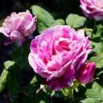 Róże w ogrodzie botanicznym w Kielcach / Piotr Kwaśniewski / Radio Kielce