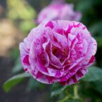 Róże w ogrodzie botanicznym w Kielcach / Piotr Kwaśniewski / Radio Kielce