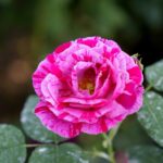 Róże w ogrodzie botanicznym w Kielcach / Piotr Kwaśniewski / Radio Kielce